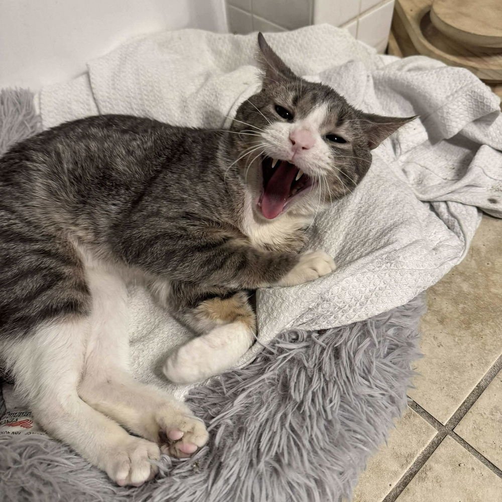 TINO T - Domestic Short Hair available for adoption