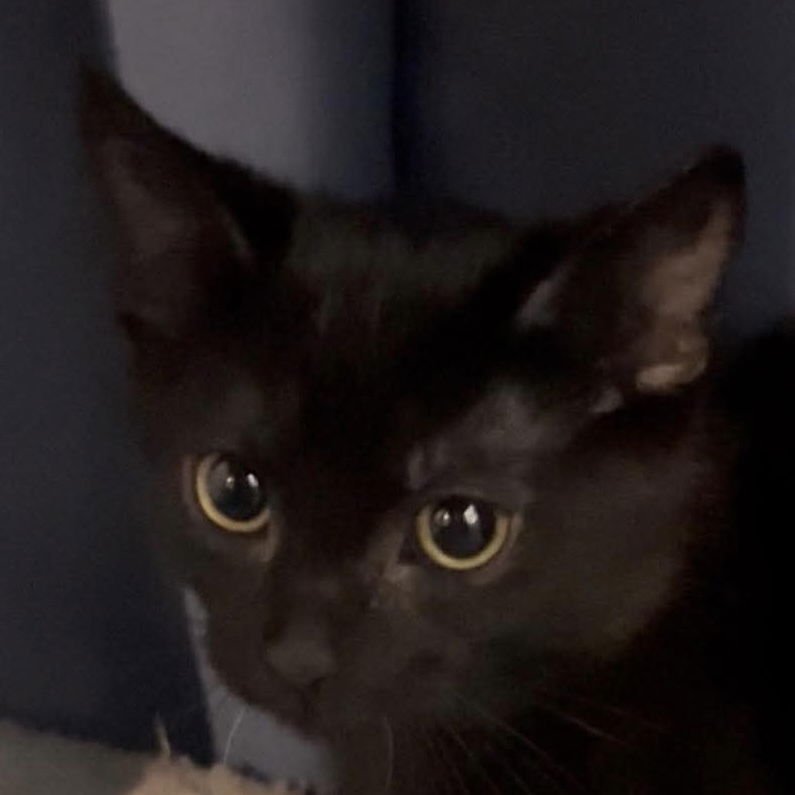 SHADOW - Domestic Short Hair available for adoption