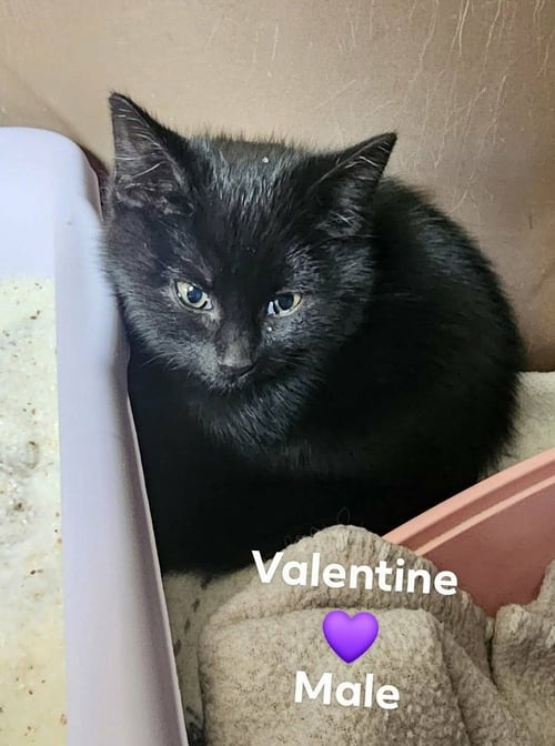 VALENTINE - Domestic Short Hair available for adoption