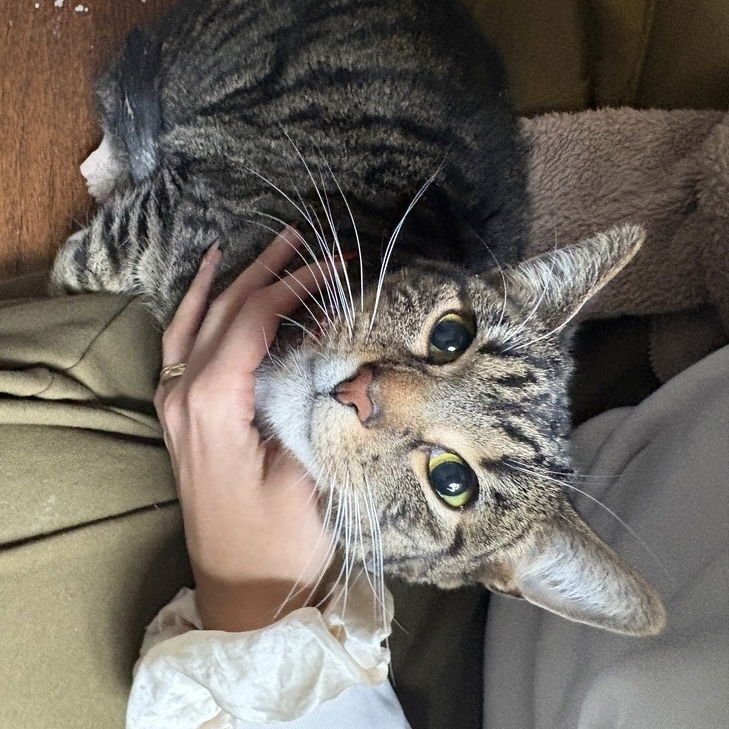 VAUGHN (DAVONTE) - Domestic Short Hair available for adoption