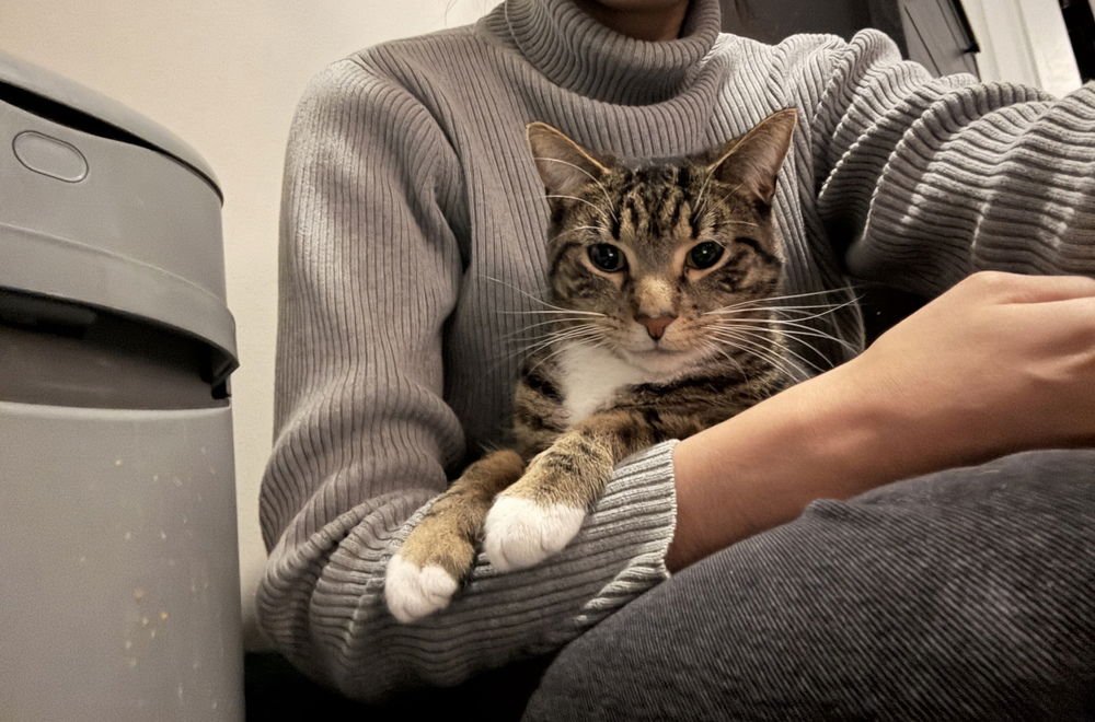 VAUGHN (DAVONTE) - Domestic Short Hair available for adoption