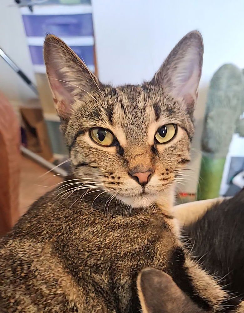 PINK - Domestic Short Hair / Domestic Short Hair available for adoption