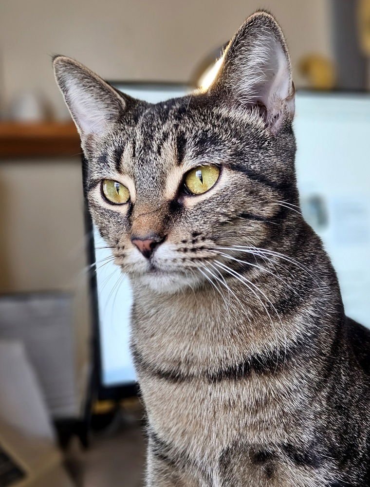 PINK - Domestic Short Hair / Domestic Short Hair available for adoption