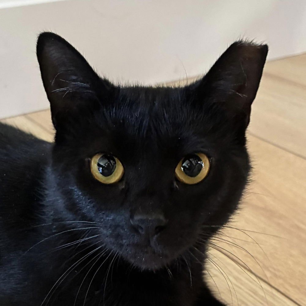 HAPPY MEAL - Domestic Short Hair available for adoption