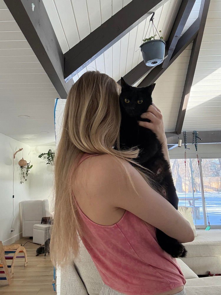 HAPPY MEAL - Domestic Short Hair available for adoption