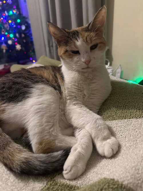 MISSUS - Domestic Short Hair available for adoption