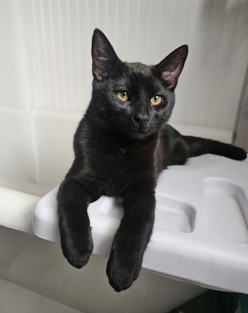 ARNOLD PALMER - Domestic Short Hair available for adoption