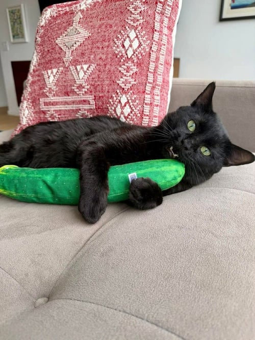 WARIO - Domestic Short Hair available for adoption