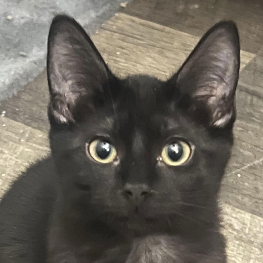 TOOTHLESS - Domestic Short Hair available for adoption