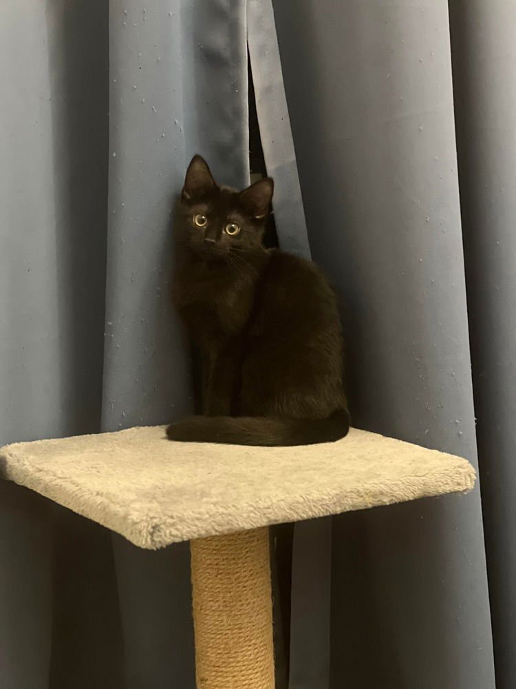 TOOTHLESS - Domestic Short Hair available for adoption
