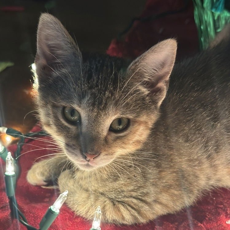 CHAI - Domestic Short Hair / Domestic Short Hair available for adoption