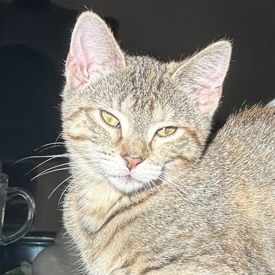 CHAI - Domestic Short Hair / Domestic Short Hair available for adoption