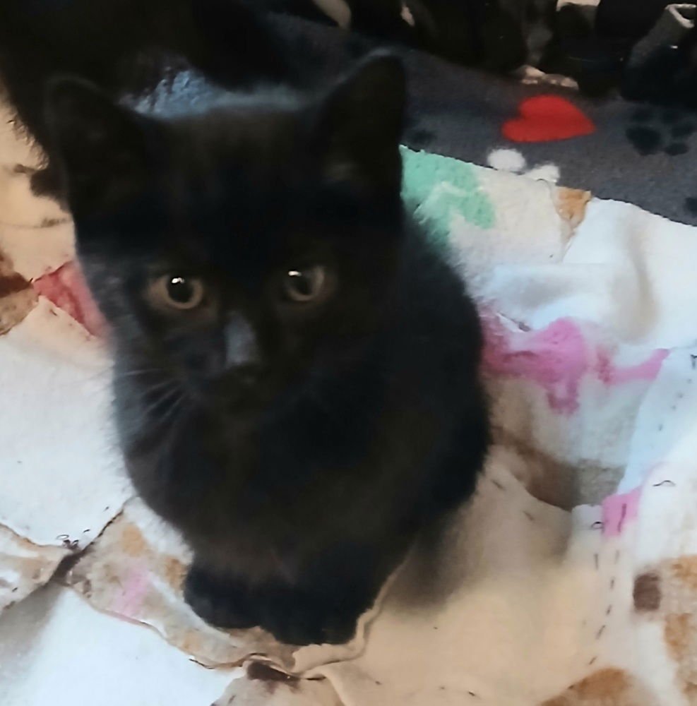 ASHER - Domestic Short Hair available for adoption