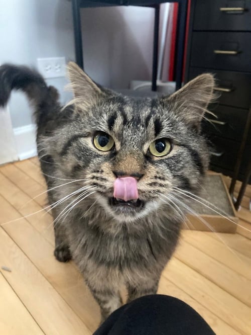 WINSTON (AKA THIMBLE)