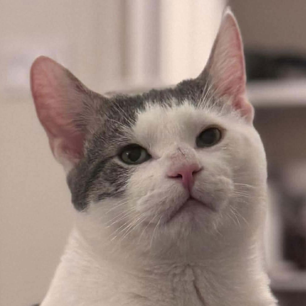 WHISKEY - Domestic Short Hair available for adoption