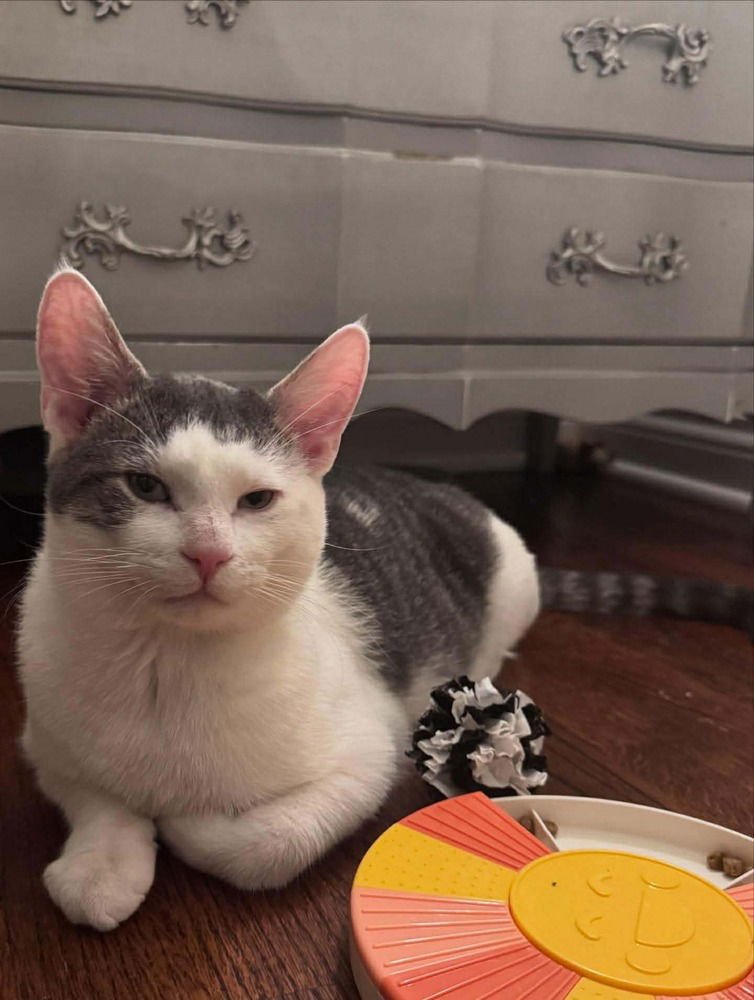 WHISKEY - Domestic Short Hair available for adoption