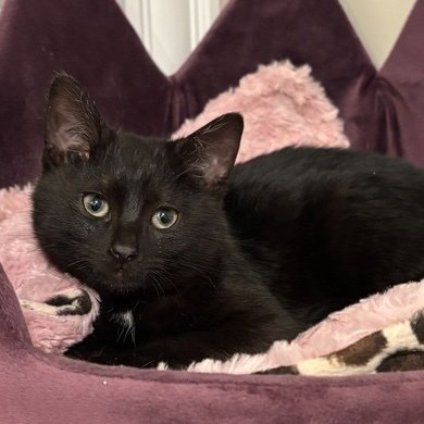 BLACK EYED PEAS - Domestic Short Hair available for adoption