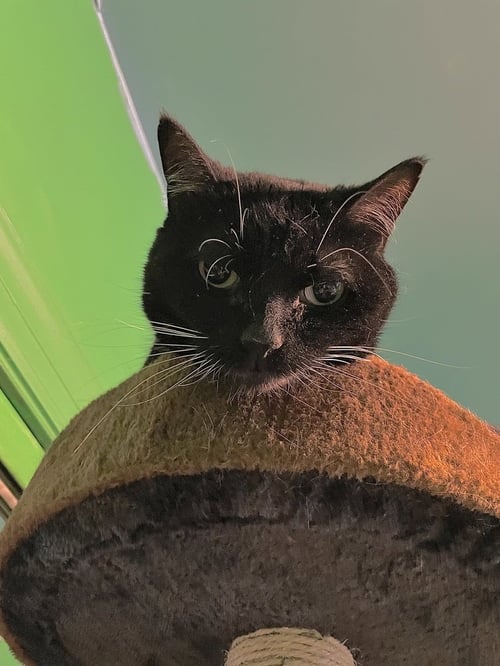 OPAL - Domestic Short Hair available for adoption
