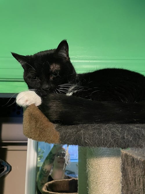 OPAL - Domestic Short Hair available for adoption