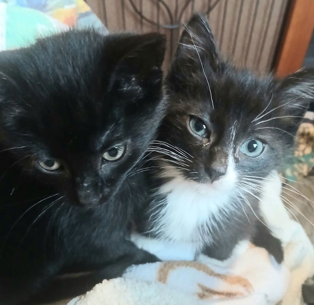 CADEN (AKA ANNABELLE) - Domestic Short Hair available for adoption