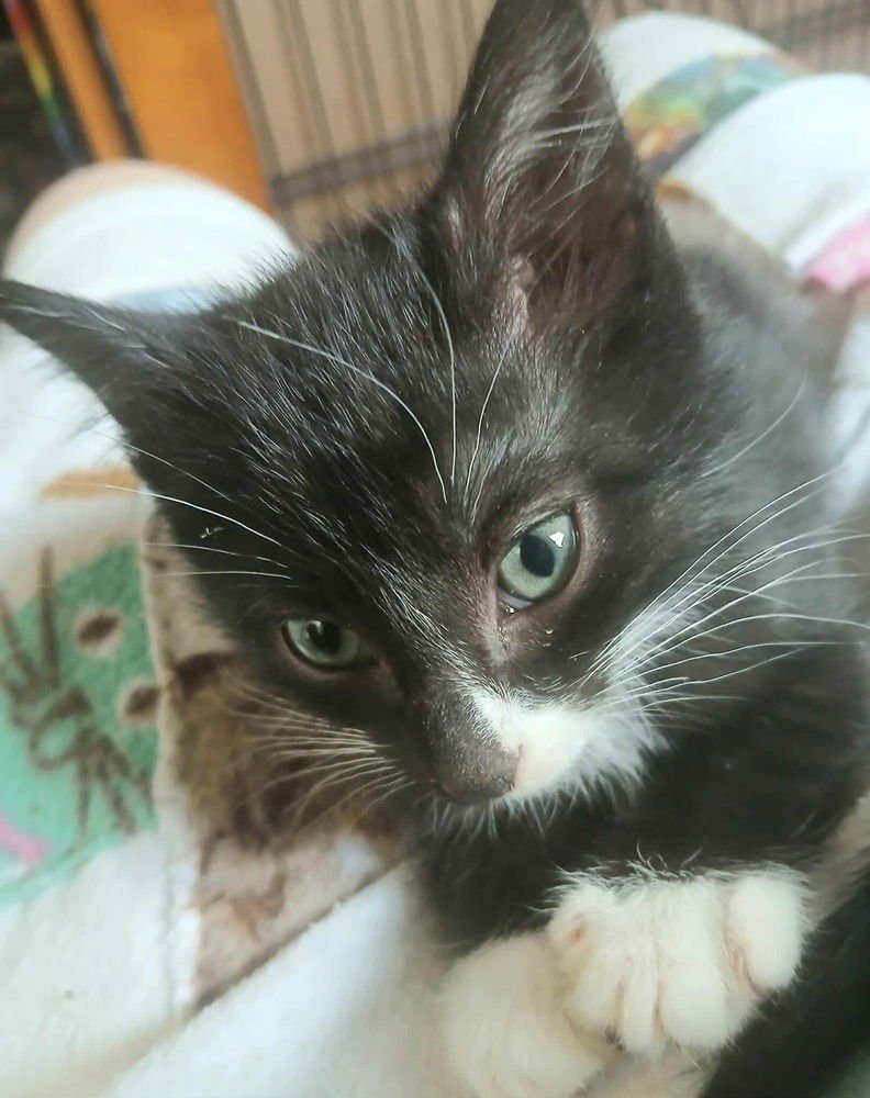 Caden (aka Annabelle) - Photo 3