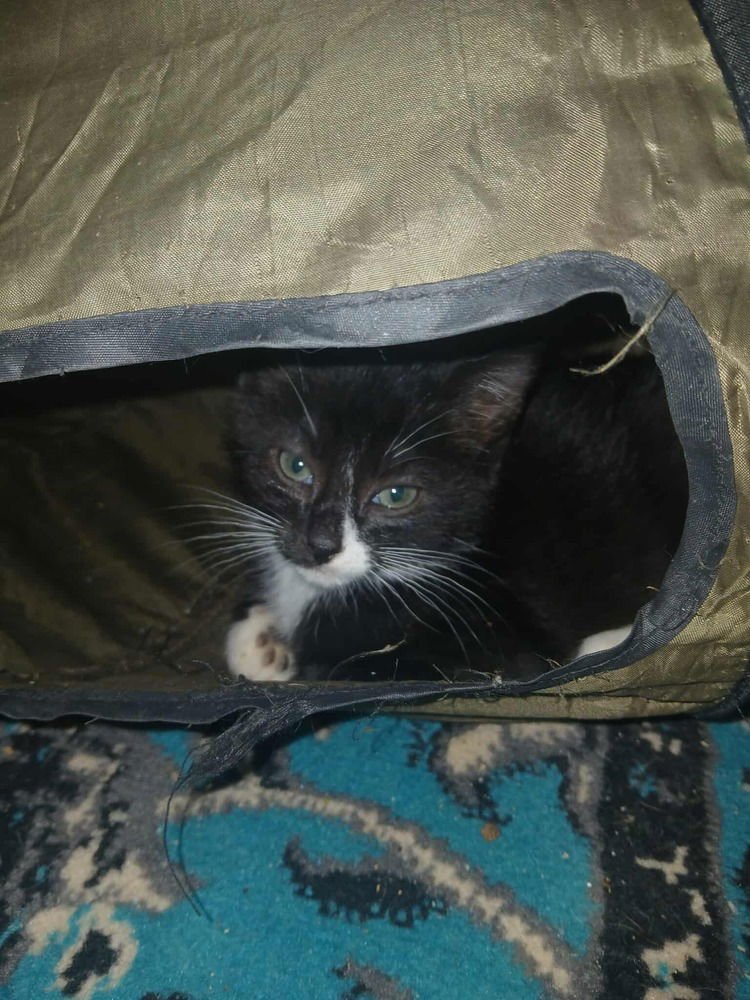 Caden (aka Annabelle) - Photo 4