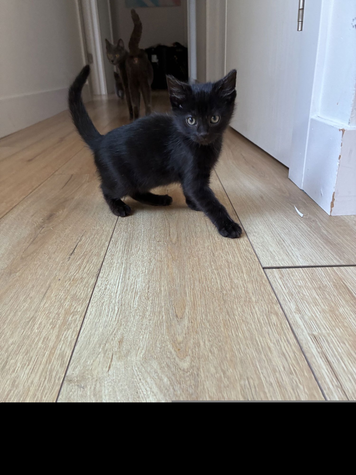 POPPY - Domestic Short Hair available for adoption