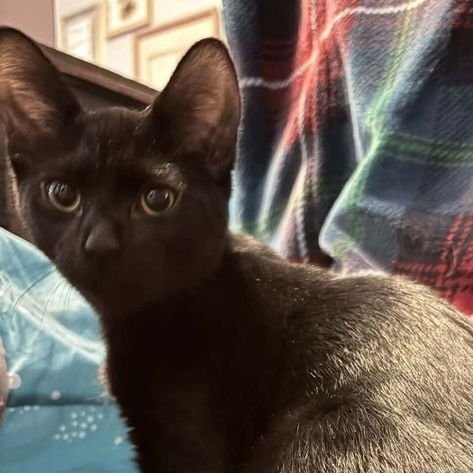 MARCELINE - Domestic Medium Hair available for adoption