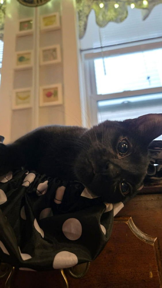 MARCELINE - Domestic Medium Hair available for adoption