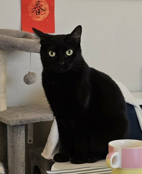 BECK (AKA DELTA) - Domestic Short Hair available for adoption