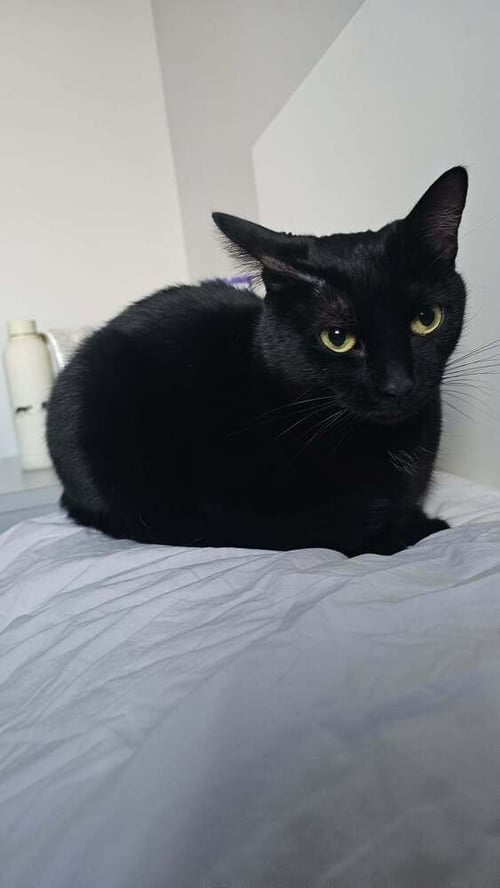 BECK (AKA DELTA) - Domestic Short Hair available for adoption