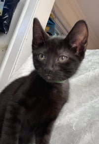 Kiwi - Photo 3