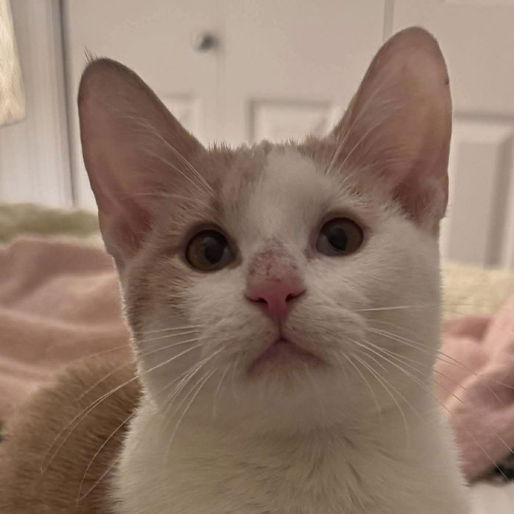 BRANDY - Domestic Short Hair available for adoption