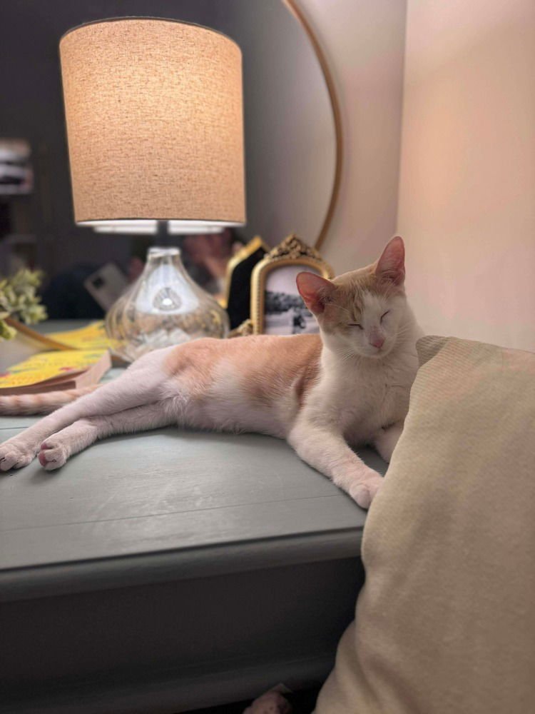 BRANDY - Domestic Short Hair available for adoption