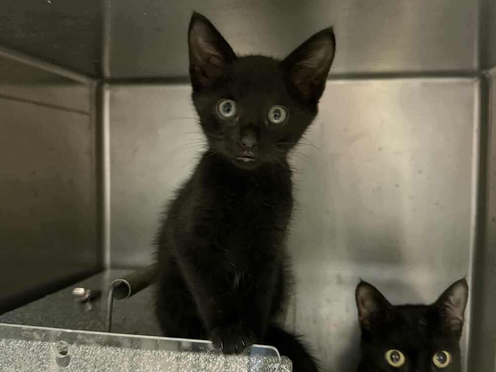LING LING (AKA GOSLING) - Domestic Short Hair available for adoption