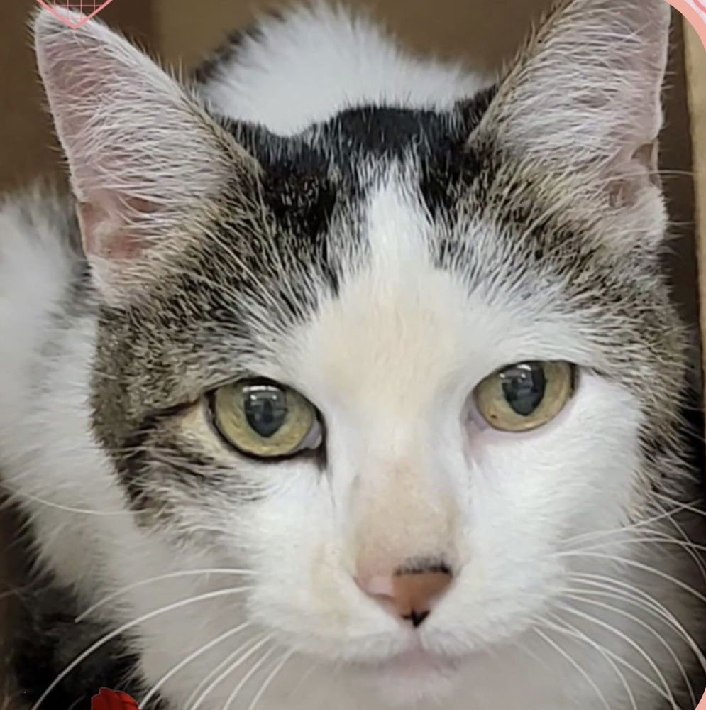 SPARKS - Domestic Short Hair available for adoption