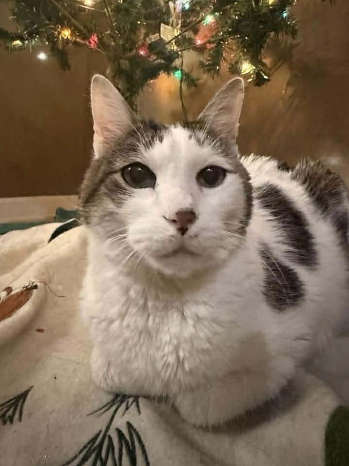 SPARKS - Domestic Short Hair available for adoption