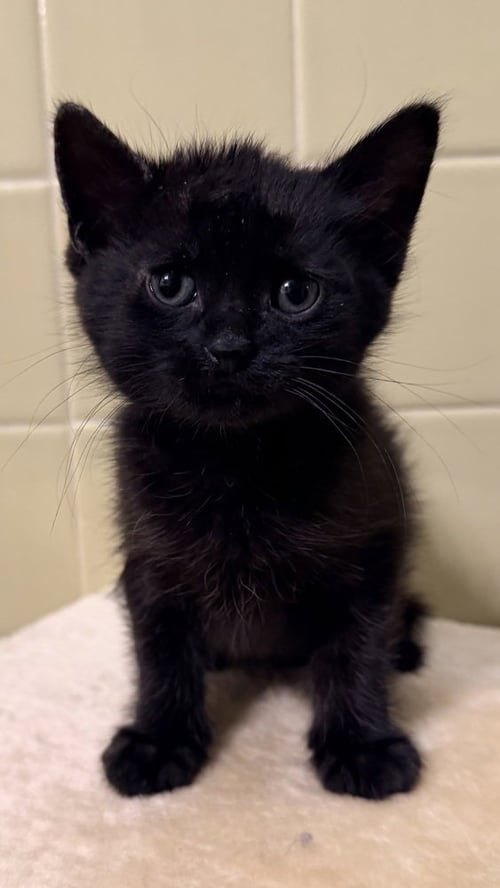 MUSTARD ONLY - Domestic Short Hair available for adoption