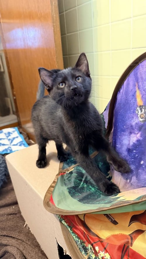 MUSTARD ONLY - Domestic Short Hair available for adoption