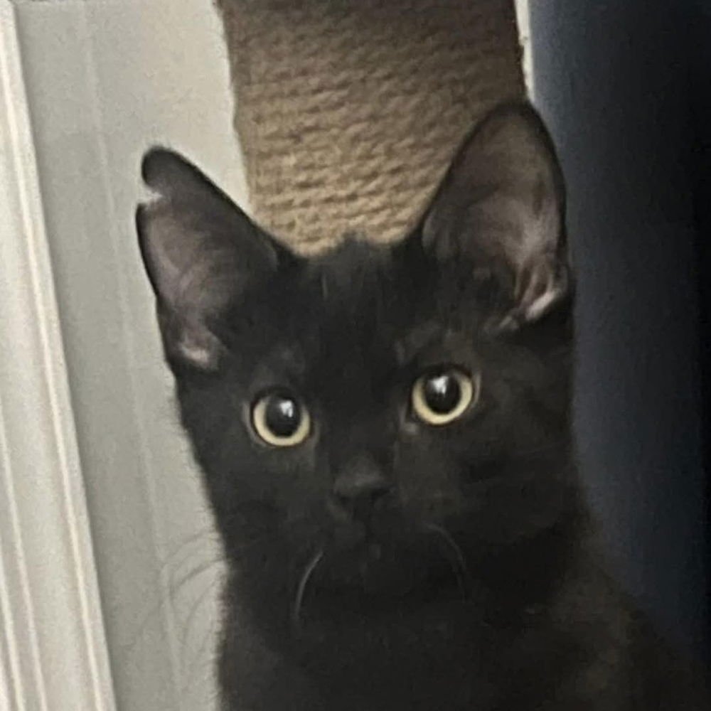 MIDNIGHT - Domestic Short Hair available for adoption