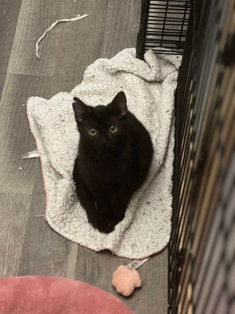 MIDNIGHT - Domestic Short Hair available for adoption