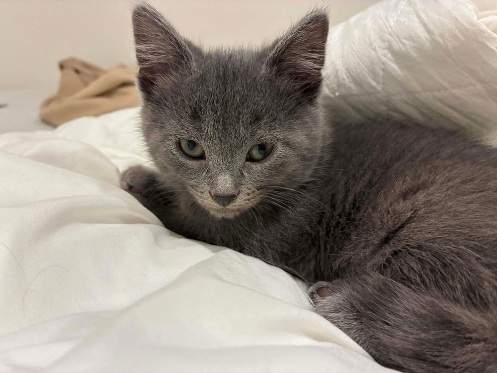 IRIS - Russian Blue / Domestic Short Hair available for adoption