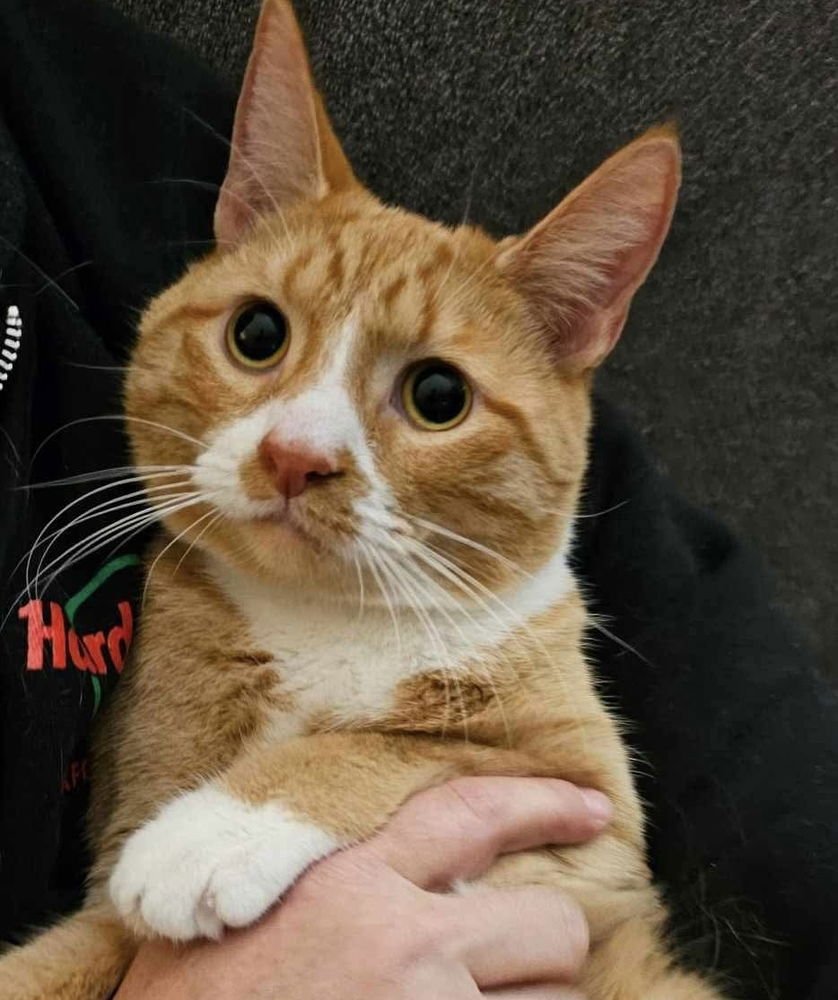 BISCUIT - Domestic Short Hair available for adoption