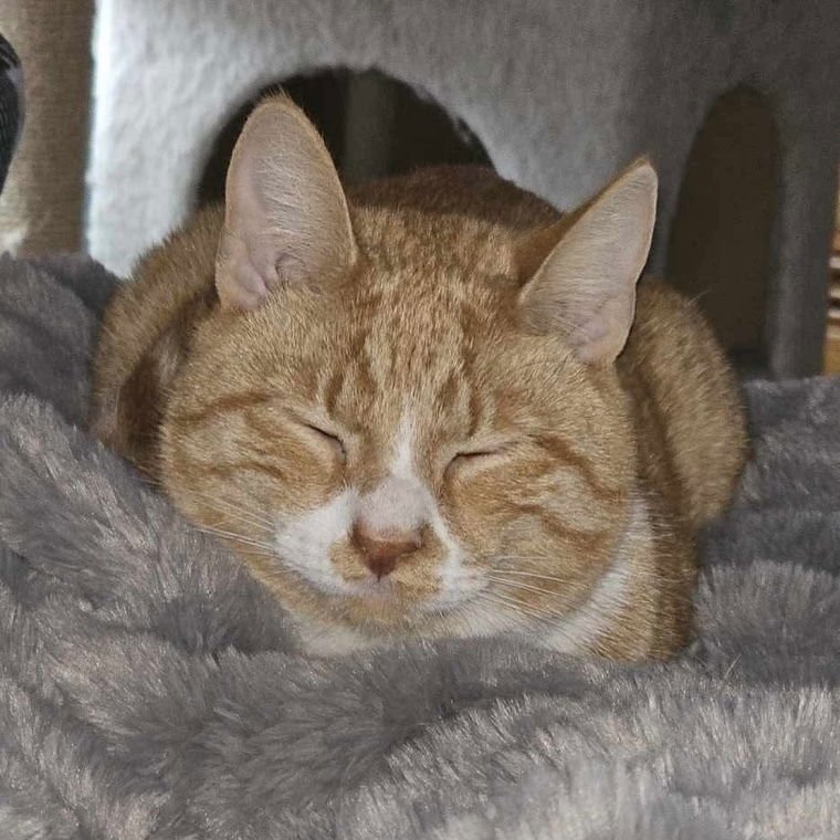 BISCUIT - Domestic Short Hair available for adoption