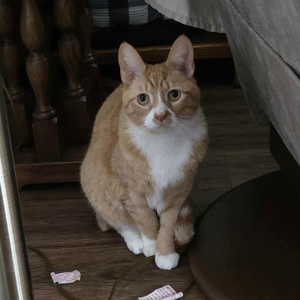 Biscuit - Photo 4
