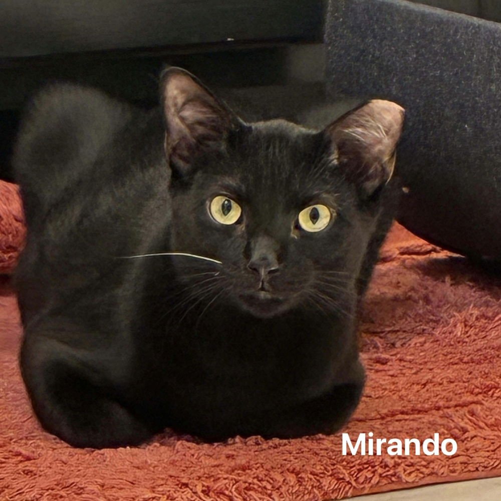MIRANDO - Domestic Short Hair available for adoption