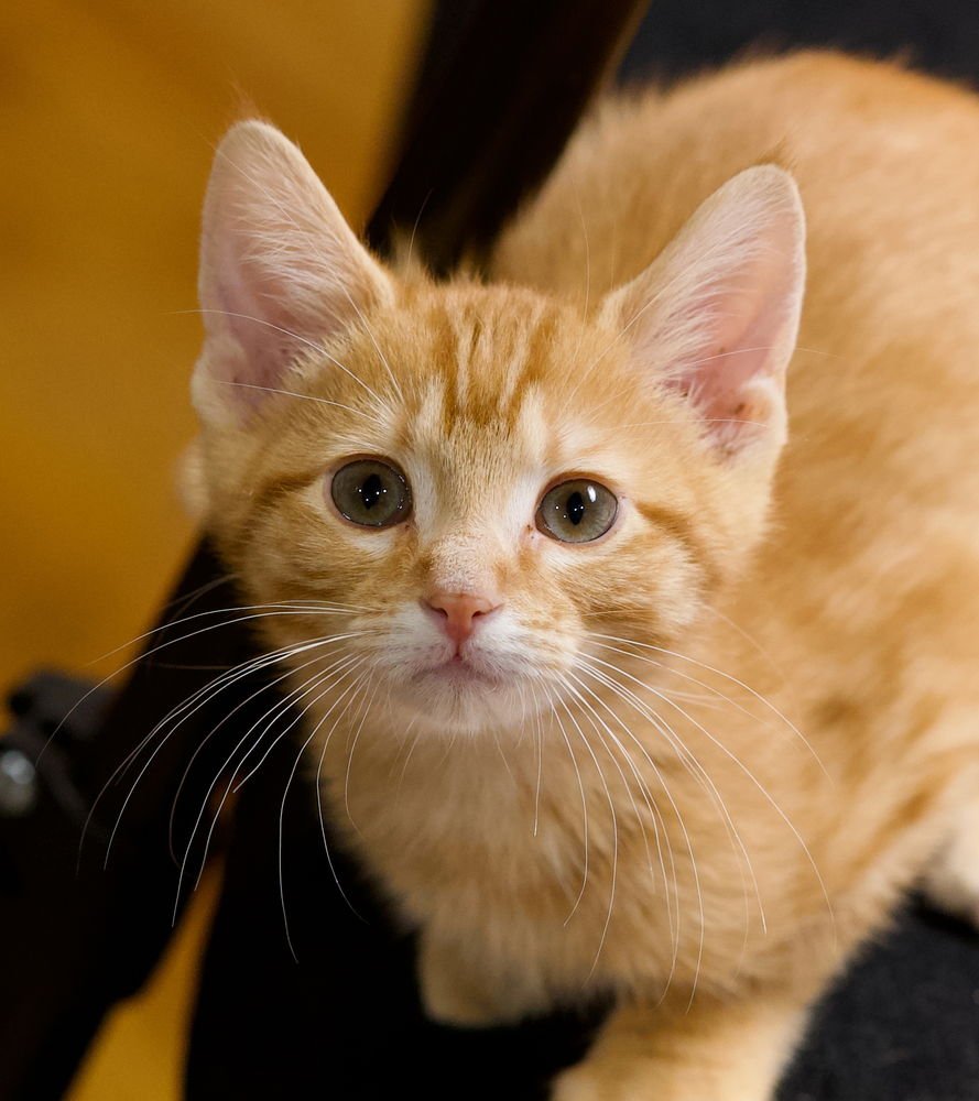 DIZZY - Domestic Short Hair available for adoption