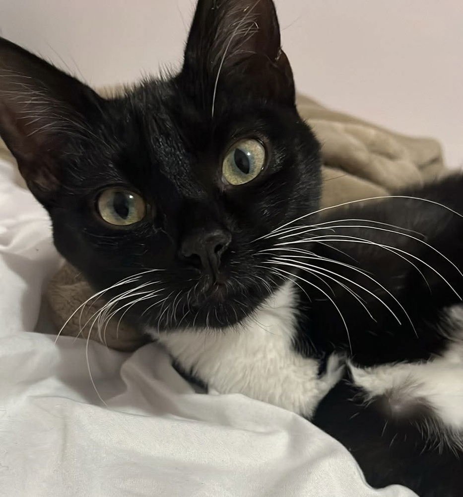 ZIRKA - Domestic Short Hair available for adoption