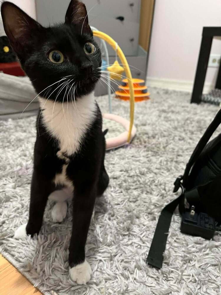 ZIRKA - Domestic Short Hair available for adoption