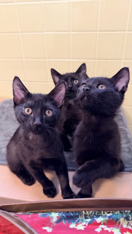 SPORT PEPPER - Domestic Short Hair available for adoption
